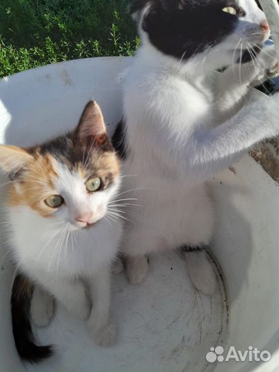 Кошка в дар бесплатно