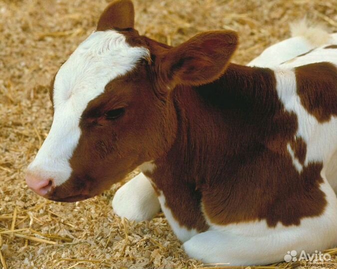 Бычки для откорма