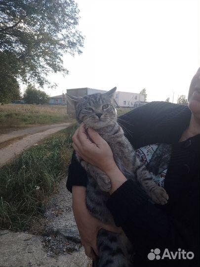 Отдам кота в добрые руки