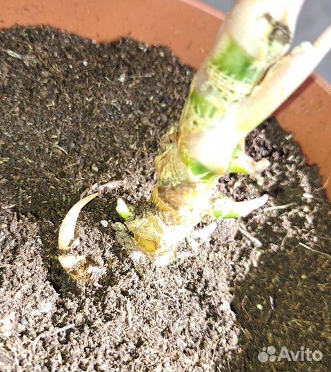 Аглаонема комнатные цветы