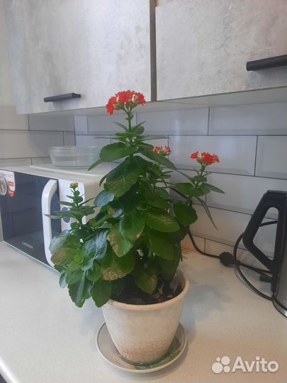 Каланхоэ цветущий