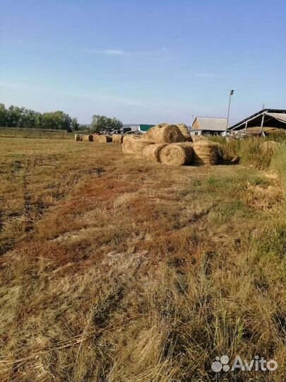 Сено в рулонах