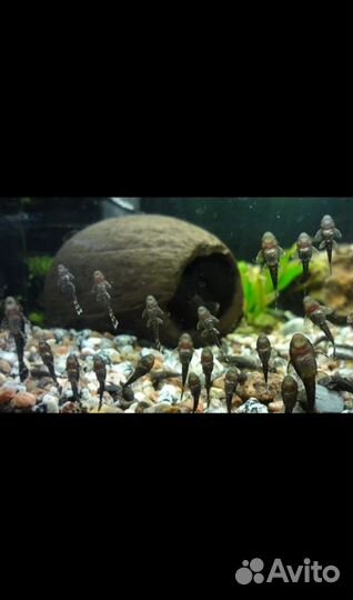 Сомики анциструсы