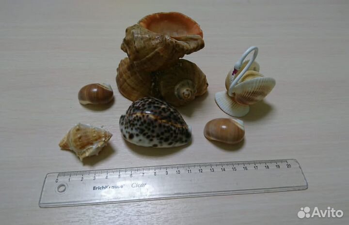 Морские ракушки интерьерные