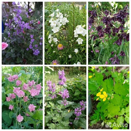 Многолетние садовые растения