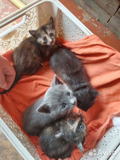 Котята в дар бесплатно
