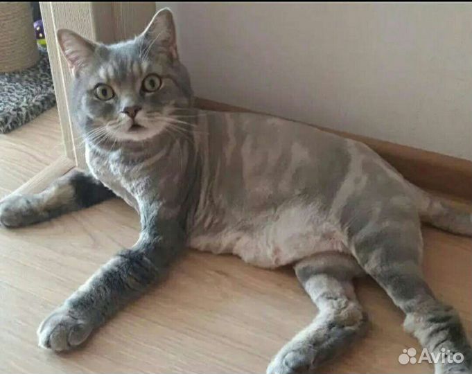 Стрижка кошек. Выезд на дом.Груминг кошек