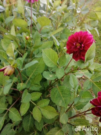 Георгины клубни, ирисы луковицы