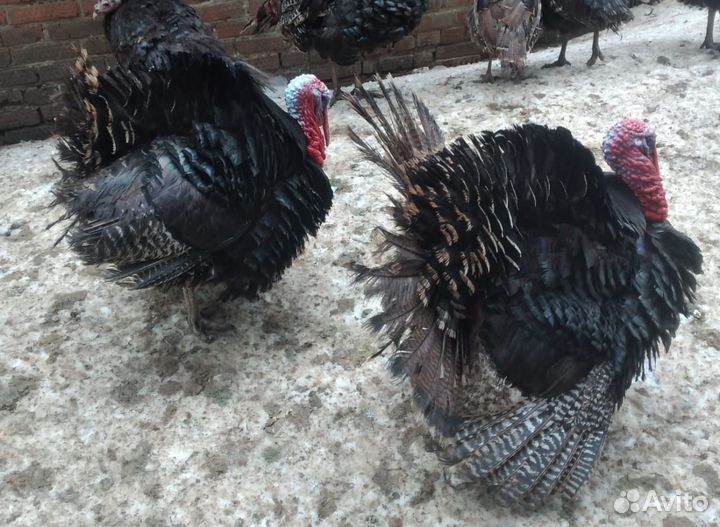 Индюк,индюшки,гуси