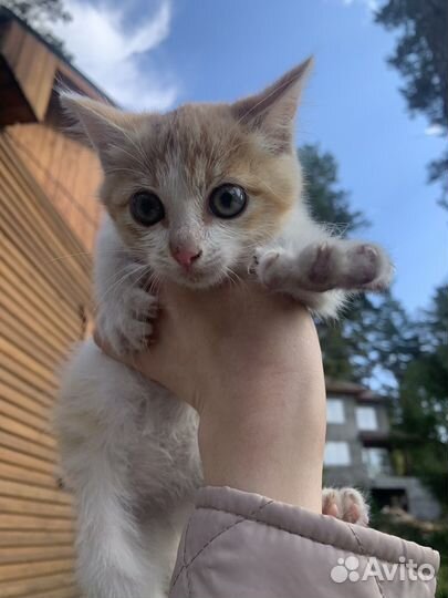 Рыжий котенок в добрые руки бесплатно