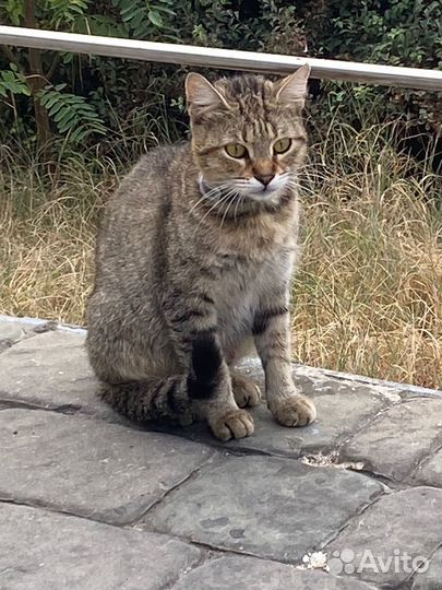 Кошка в дар
