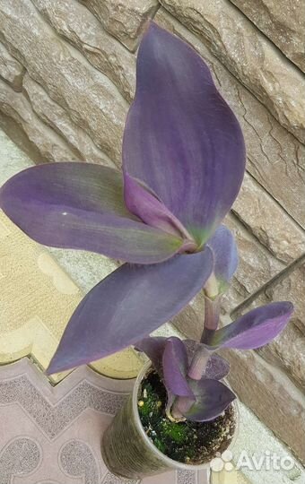 Самая крупная традесканция