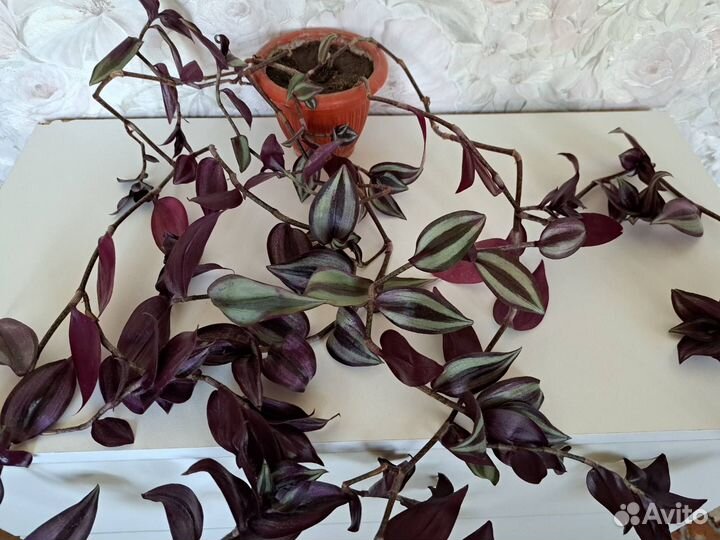 Аспарагус шпренгера, Традесканции, Хлорофитумы