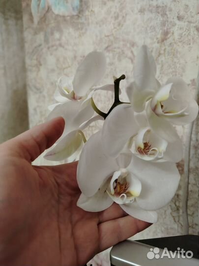 Орхидея фаленопсис