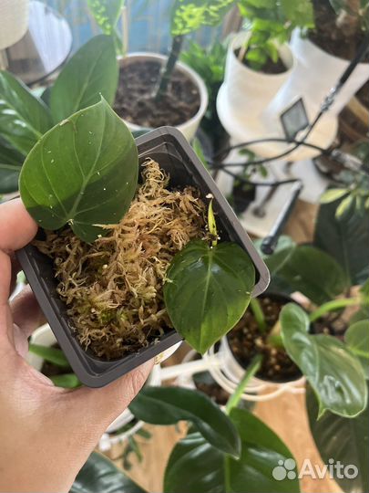 Филодендроны