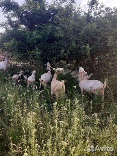 Коза с козлятами