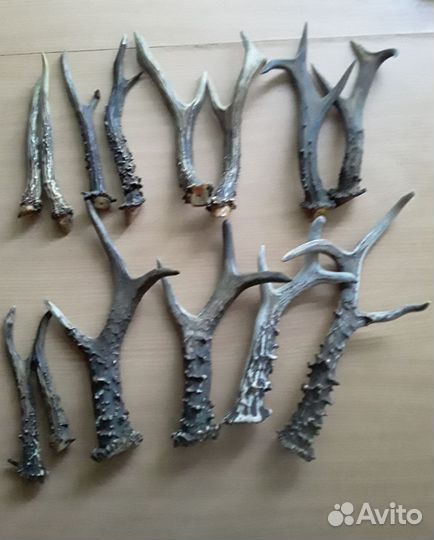 Рога косули