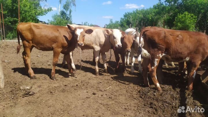 Телята бычки