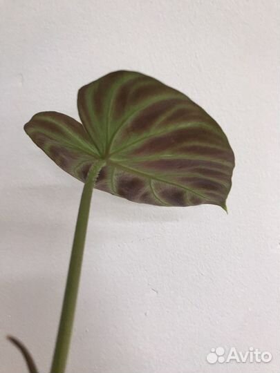 Филолендрон Веррукозум (Бородавчатый)