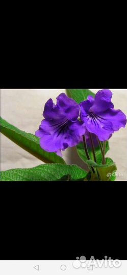 Семена Глоксинии, Эустомы, Стрептокарпуса