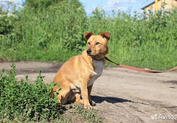 Робин ищет дом