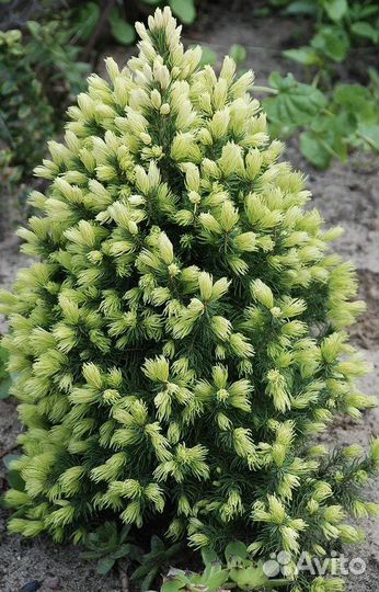 Ели канадские