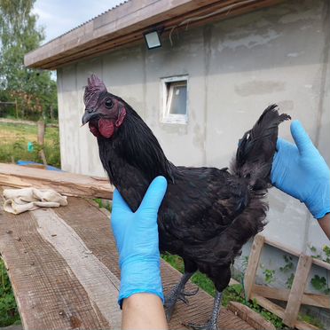 Продам кур (молодок) Ухейилюй