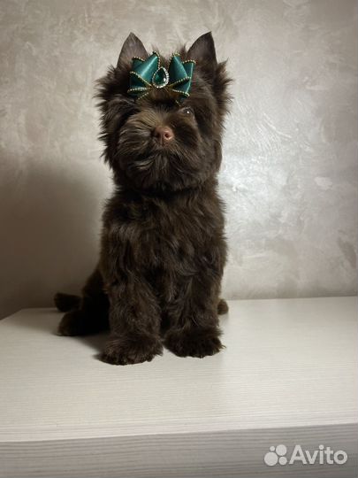 Шоколадный йорк девочка