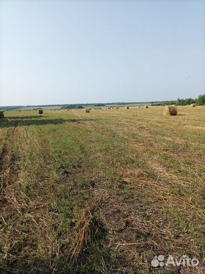 Сено в тюках
