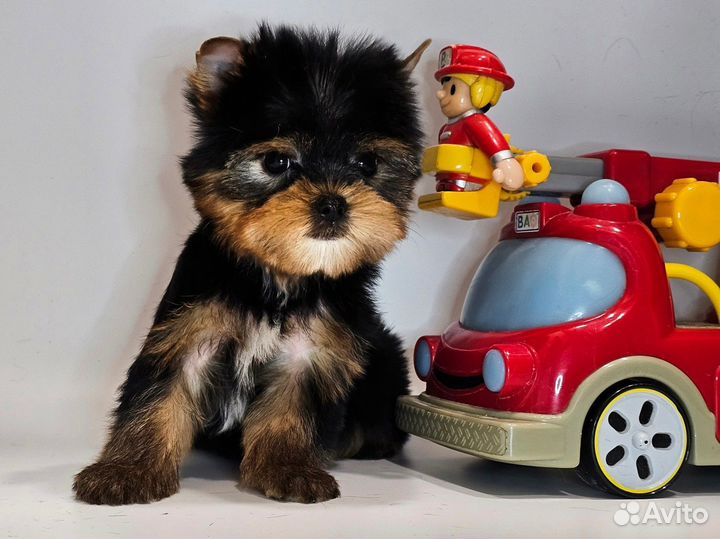 Мини йорк мальчишка