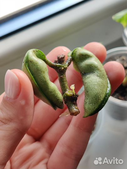 Хойя компакта