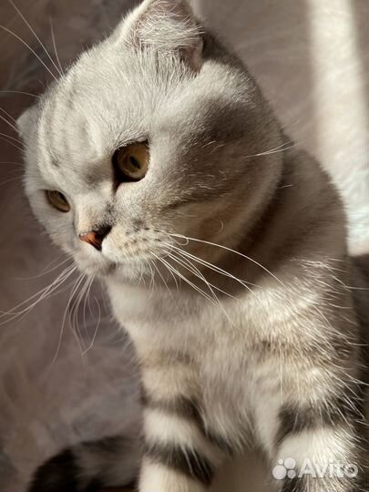 Шотландский кот вязка