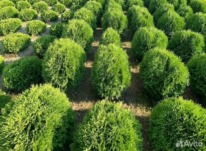 Купите Тую Смарагд для вашего сада