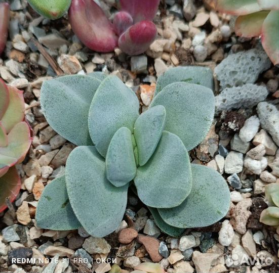 Суккуленты