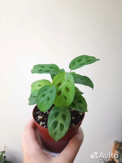 Комнатные растения