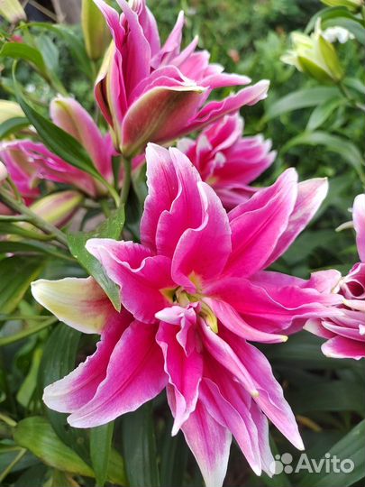 Лилии луковицы