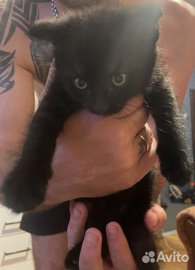 Котята шотланцы