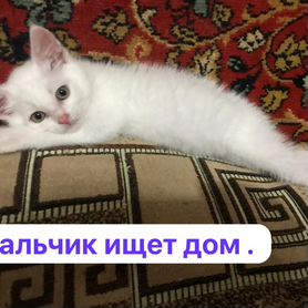 Котенок в добрые руки