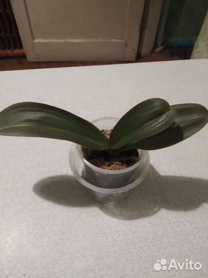 Орхидея фаленопсис подросток
