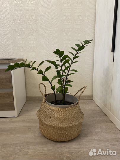 Замиокулькас