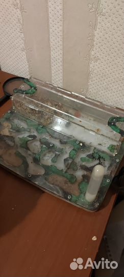 Муравьиная ферма с муравьями