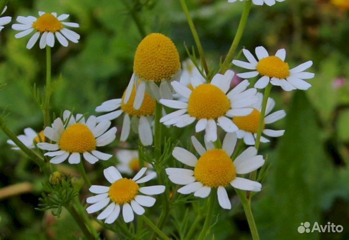Ромашка аптечная