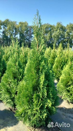 Туя Брабант, туя Смарагд