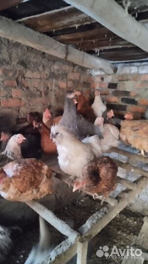 Петух Китайский шелковый