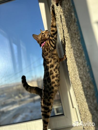 Бенгальские котята