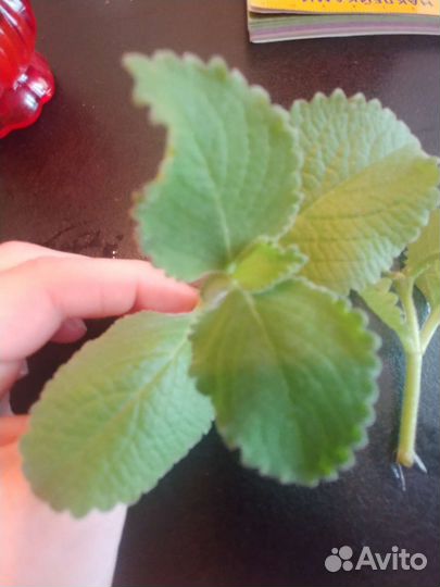 Мята комнатная