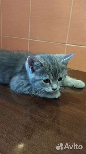 Котенок девочка