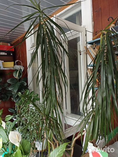 Комнатные цветы