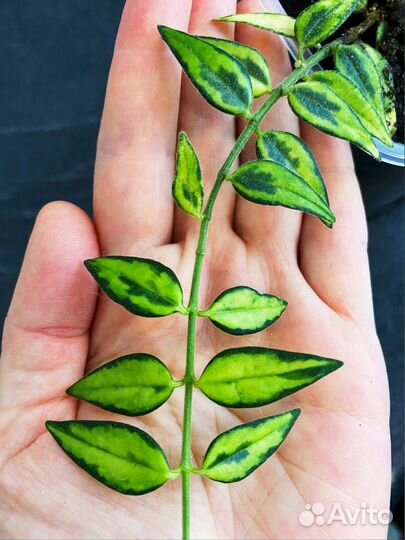 H. cv Bella Louis Buis/ Lida Buis/ Белла Луис Буис