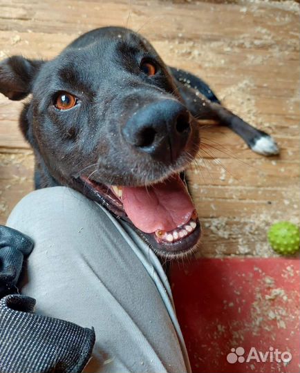 Перчику тяжело выживать в приюте